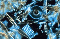 250px diatomsmicroscope