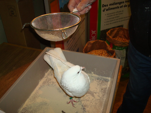 Pigeon 1