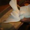 Pigeon poudre 1
